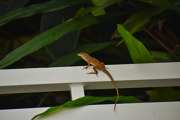 포토 JPG 해외이미지 동물 응시 야생동물 잎 신체 파충류 자연 생물 앉기 사람없음 초록색 햇빛 머리 침묵 흰색 아기 관찰 작음 경계 생물학 꼬리 오르기 도마뱀 이구아나 기어가기 동물상 생태학 이국적 해외포토 식물 시선 교육 컬러 모션 사람 신체부위 태양 조형물 소리 크기 생태계 파일형식 이미지허브