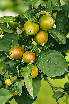 포토 JPG 해외이미지 나무 식물 계절 음식 낙엽 잎 농업 다이어트 과일 자연 건강 사람없음 야외 빨간색 초록색 여름 농작물 농장 정원 활발 수확 성장 가을 나뭇가지 시골 신선 달콤 사과 과수원 다발 상쾌 유기농 원예 날것 정맥 내추럴 밭일 법정 숙성 해외포토 웰빙 감정 산업 컬러 컨셉 취미 맛 생태계 혈관 파일형식 이미지허브