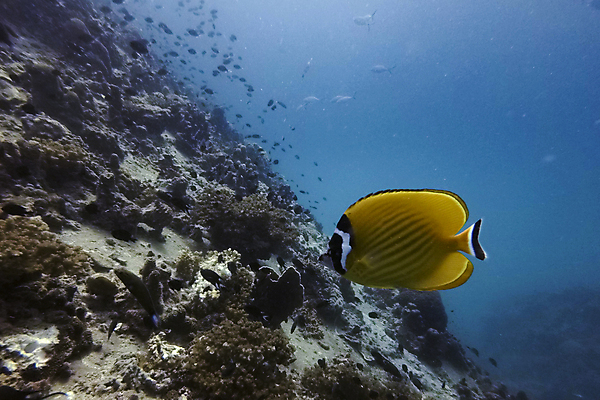 포토 JPG 해외이미지 동물 야생동물 바다 여행 백그라운드 학교 태국 자연 어류 풍경 사람없음 빨간색 물 파란색 컬러풀 수중 산호 큼 아래 다이빙 암초 수족관 내추럴 깊이 이국적 해외포토 자연요소 교육 아시아 컬러 수영 수중동물 자포동물 크기 방향 생태계 위치 수중스포츠 파일형식 이미지허브