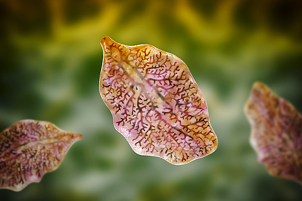 포토 JPG 해외이미지 동물 야생동물 일러스트 해부 자연 사람 사람없음 물 약 3D 양 소 벌레 질병 생물학 간 감염 기생충 노루귀 민물 방치 해외일러스트 자연요소 교육 꽃 곤충 포유류 의학 장기_의학 바이러스 디지털합성 생태계 파일형식 이미지허브