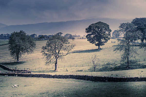 포토 JPG 해외이미지 나무 영어 백그라운드 잎 밭 농업 자연 하늘 아침 영국 풍경 사람없음 야외 초록색 여름 파란색 빛 농장 평화 봄 목장 시골 오픈 해외포토 주간 식물 문자 계절 유럽 산업 컬러 컨셉 생태계 파일형식 이미지허브