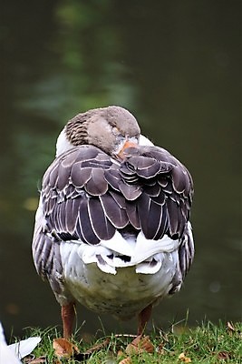 포토 JPG 해외이미지 동물 호수 야생동물 오렌지 자연 조류 사람없음 야외 물 태양 수영 회색 흰색 연못 잠 깃털 거위 물새 동물상 해외포토 자연요소 컬러 과일 조형물 수상스포츠 생태계 파일형식 이미지허브