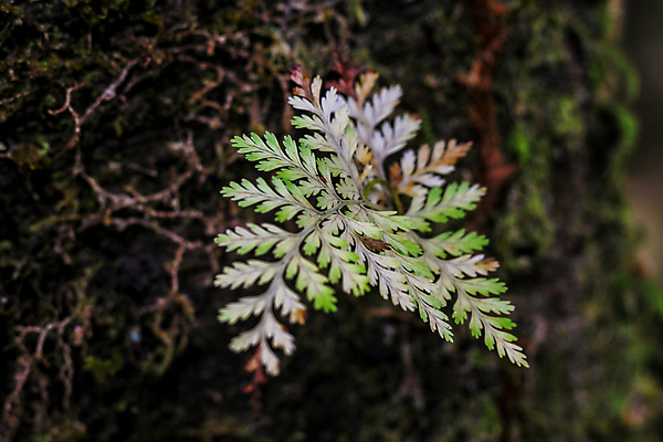 포토 JPG 해외이미지 나무 식물 공원 아시아 여행 백그라운드 잎 태국 자연 산 이끼 동양인 풍경 사람없음 야외 목재 초록색 환경 봄 젖음 안개 성장 숲 열대우림 북쪽 내추럴 양치류 해외포토 계절 공공시설 나라 컬러 재료 날씨 인종 방향 생태계 파일형식 이미지허브
