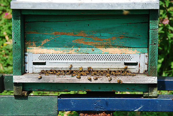 포토 JPG 해외이미지 식물 음식 곤충 자연 사람없음 상자 농장 벌 꽃가루 꿀 벌집 내추럴 양봉 해외포토 동물 농업 가루 생태계 파일형식 이미지허브