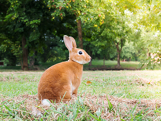 포토 JPG 해외이미지 동물 행복 야생동물 백그라운드 밭 포유류 자연 부활절 털 앉기 잔디 사람없음 초록색 반려동물 컬러풀 농장 갈색 머리 정원 맑음 봄 회색 흰색 아기 토끼 설치류 작음 모피 자르기 먹기 귀 솜털 내추럴 해외포토 식물 계절 기념일 감정 컬러 농업 모션 날씨 사람 신체부위 크기 생태계 파일형식 이미지허브