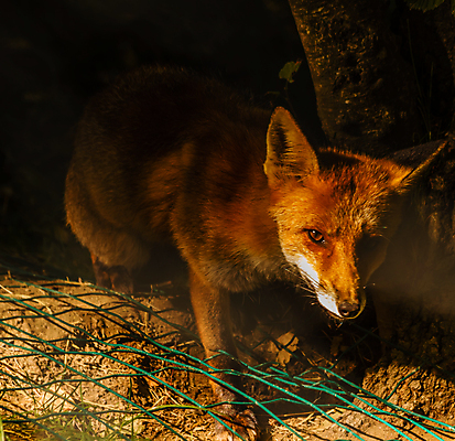 포토 JPG 해외이미지 동물 응시 공원 오렌지 포유류 휴식 털 사람없음 빨간색 회색 야간 절도 꼬리 귀 여우 주둥이 섬광 총구 해외포토 자연요소 시선 공공시설 컬러 컨셉 과일 신체부위 범죄 파일형식 이미지허브