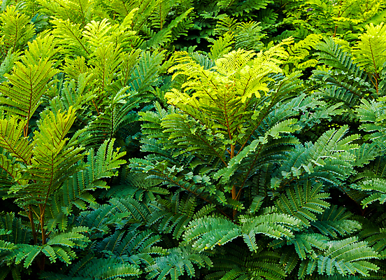 포토 JPG 해외이미지 나무 식물 백그라운드 잎 자연 사람없음 초록색 빛 흰색 나뭇가지 그늘 질감 해외포토 컬러 생태계 파일형식 이미지허브
