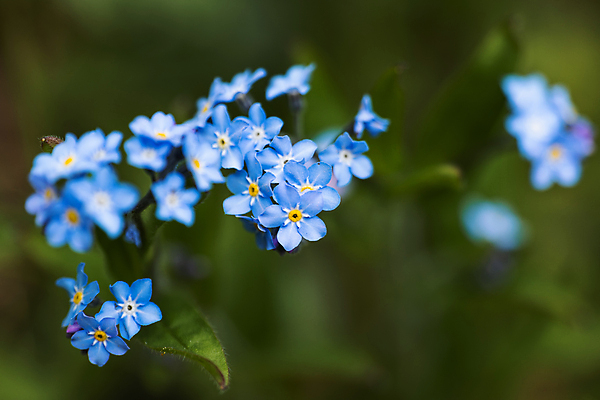 포토 JPG 해외이미지 식물 꽃잎 꽃 곤충 잎 밭 자연 날씨 사람없음 초록색 여름 파란색 컬러풀 햇빛 노란색 새싹 환경 보라색 봄 흰색 시골 개화 그룹 숲 서식지 내추럴 삼림지대 영원 해외포토 동물 계절 컬러 농업 태양 생태계 파일형식 이미지허브