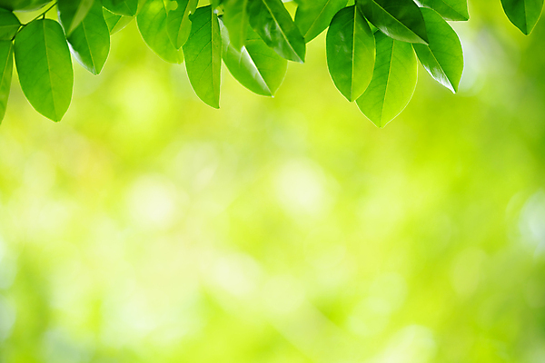 포토 JPG 해외이미지 나무 식물 계절 백그라운드 컨셉 잎 패턴 자연 벽지 추상 잔디 사람없음 초록색 빛 컬러풀 햇빛 태양 우주 환경 정원 맑음 봄 성장 신선 숲 질감 보케 부드러움 내추럴 블러 생태학 지구의날 카피스페이스 그리너리 효과 해외포토 자연요소 교육 기념일 컬러 무늬 날씨 공백 감각 생태계 파일형식 트랜드컬러 이미지허브