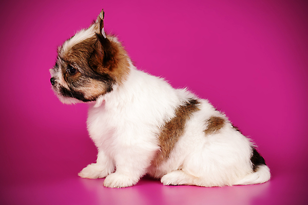 포토 JPG 해외이미지 동물 1 행복 새끼 백그라운드 새로움 털 미소 사람없음 빨간색 반려동물 귀여움 검은색 거울 흰색 개 달콤 강아지 작음 요크셔테리어 테리어 활 솜털 송곳니 기르기 비버 삼색 해외포토 감정 컬러 컨셉 포유류 표정 맛 치아 크기 돌봄 파일형식 이미지허브