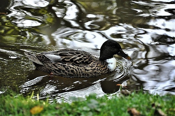 포토 JPG 해외이미지 동물 여자 호수 자연 조류 오리 사람없음 야외 옆모습 초록색 물 갈색 머리 수영 깃털 청둥오리 동물상 해외포토 자연요소 뷰포인트 컬러 사람 신체부위 조형물 수상스포츠 생태계 파일형식 이미지허브