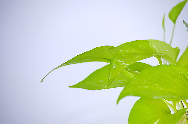 포토 JPG 해외이미지 나무 식물 디자인 꽃 화초 백그라운드 잎 자연 주택 실내 사람없음 내부 장식 초록색 정원 봄 방 흰색 나뭇가지 인사 신선 황금 냄비 작음 자르기 꽃집 원예 포도나무 아이비 내추럴 고립 심기 그리너리 해외포토 계절 컬러 모션 취미 건물 상점 예절 솥 크기 과일나무 생태계 파일형식 트랜드컬러 이미지허브