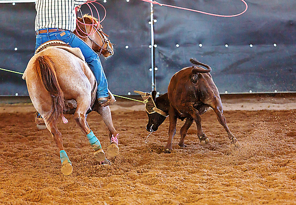 포토 JPG 해외이미지 동물 남자 밧줄 스포츠 포즈 모션 이벤트 사람없음 달리기 가축 경쟁 경기장 목장 운전 잡기 거친 소 승마 카우보이 호주 승차 위험 속도 황소 먼지 목 로데오 송아지 라이더 서쪽 해외포토 줄 새끼 컨셉 포유류 스포츠시설 사람 신체부위 오세아니아 방향 파일형식 이미지허브