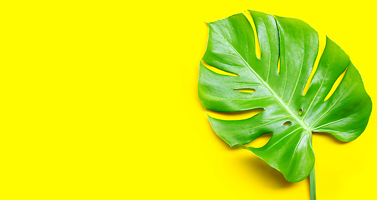 포토 JPG 해외이미지 실내 사람없음 한개 노란배경 몬스테라 열대잎 카피스페이스 해외포토 식물 1 백그라운드 잎 내부 노란색 공백 파일형식 이미지허브