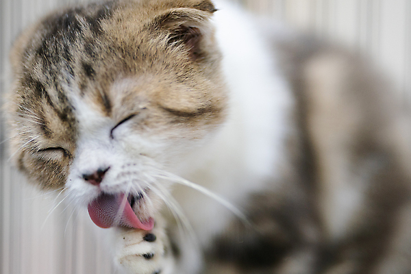 포토 JPG 해외이미지 동물 1 응시 얼굴 백그라운드 신체 장난 포유류 털 건강 사람없음 반려동물 검은색 고양이 줄무늬 흰색 핥기 씻기 모피 청소 혀 먹기 입술 얼룩무늬 솜털 양발 그루밍 스코틀랜드 해외포토 시선 컬러 무늬 모션 영국 신체부위 청결 입 파일형식 이미지허브