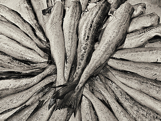 포토 JPG 해외이미지 동물 음식 바다 백그라운드 다이어트 자연 낚시 건강 어류 사람없음 강 쌓기 상점 얼음 신선 잡기 시장 닫기 혼합 먹기 해산물 오브젝트 유기농 질감 상업 날것 흙더미 제비 내추럴 섞기 해외포토 자연요소 웰빙 모션 조류 레저 수중동물 흙 생태계 파일형식 더미 이미지허브