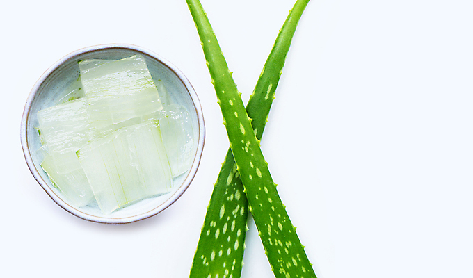 포토 JPG 해외이미지 스튜디오촬영 실내 사람없음 사기그릇 흰배경 알로에 해외포토 식물 그릇 백그라운드 내부 흰색 파일형식 이미지허브