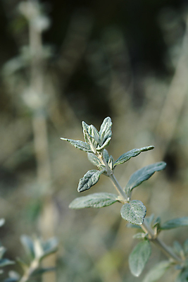 포토 JPG 해외이미지 식물 잎 자연 사람없음 야외 초록색 정원 회색 닫기 관목 해외포토 나무 컬러 모션 생태계 파일형식 이미지허브