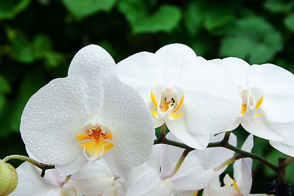 포토 JPG 해외이미지 식물 디자인 꽃잎 꽃 줄기 백그라운드 꽃무늬 자연 사랑 사람없음 목재 장식 물 여름 노란색 정원 화목 봄 우정 벚꽃 흰색 물방울 나뭇가지 신선 난초 재산 우아함 닫기 호접란 이국적 해외포토 자연요소 나무 계절 감정 컬러 컨셉 무늬 재료 모션 금융 친구 생태계 파일형식 이미지허브