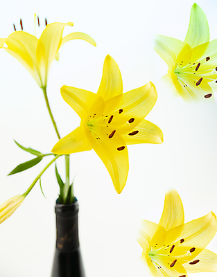 포토 JPG 해외이미지 식물 꽃잎 꽃 백그라운드 잎 사람없음 야외 초록색 노란색 검은색 흰색 개화 닫기 질감 해외포토 컬러 모션 파일형식 이미지허브