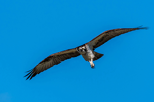 포토 JPG 해외이미지 동물 야생동물 북아메리카 조류 사람없음 미국 플로리다 해외포토 아메리카 파일형식 이미지허브