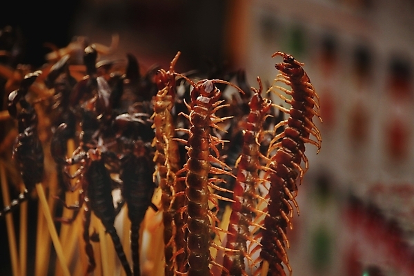 포토 JPG 해외이미지 전통 아시아 문화 곤충 거리 요리 동양인 사람없음 그릴 굽기 전갈 식용 이국적 특별함 해외포토 동물 나라 컨셉 절지류 주방용품 인종 구이 파일형식 이미지허브