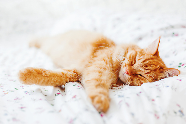 포토 JPG 해외이미지 한마리 실내 사람없음 반려동물 햇빛 고양이 이불 침대 반려묘 안락 해외포토 동물 1 가구 컨셉 포유류 침구 내부 태양 파일형식 이미지허브