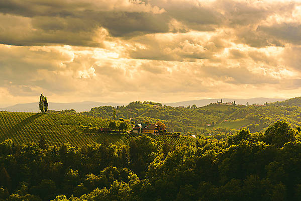 포토 JPG 해외이미지 식물 계절 유럽 여행 밭 농업 과일 자연 포도 거리 파노라마 풍경 사람없음 초록색 여름 와인 수확 시골 오스트리아 언덕 포도밭 장면 포도나무 남쪽 숙성 양조 양조장 토스카나 해외포토 나라 산업 컬러 주류 촬영기법 이탈리아 과일나무 방향 생태계 파일형식 이미지허브