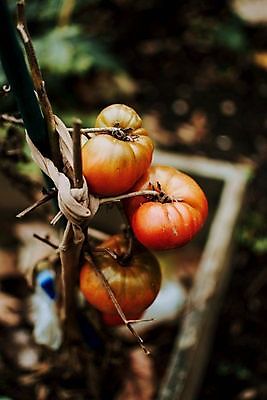 포토 JPG 해외이미지 식물 음식 백그라운드 잎 농업 다이어트 토마토 채소 과일 재료 자연 건강 요리 사람없음 빨간색 초록색 빛 식사 활발 샐러드 성장 흰색 신선 원형 시장 맛 케첩 먹기 오브젝트 싱글 유기농 원예 날것 내추럴 고립 숙성 영양분 채식주의자 해외포토 도형 웰빙 산업 컬러 컨셉 모션 취미 소스_음식 생태계 채식 파일형식 이미지허브