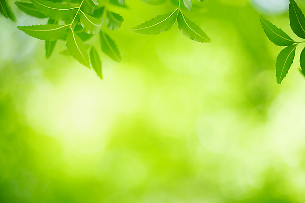포토 JPG 해외이미지 나무 식물 계절 백그라운드 컨셉 잎 패턴 자연 벽지 추상 잔디 사람없음 초록색 빛 컬러풀 햇빛 태양 우주 환경 정원 맑음 봄 성장 신선 숲 질감 보케 부드러움 내추럴 블러 생태학 지구의날 카피스페이스 그리너리 효과 해외포토 자연요소 교육 기념일 컬러 무늬 날씨 공백 감각 생태계 파일형식 트랜드컬러 이미지허브