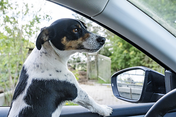 포토 JPG 해외이미지 동물 구름 1 응시 도로 여행 창문 교통시설 자동차 자연 하늘 사람없음 야외 여름 파란색 반려동물 선글라스 햇빛 머리 환경 맑음 운전 시간 오픈 바퀴 운전사 개 강아지 승차 작음 땅 송곳니 자동 해외포토 자연요소 직업 시선 계절 안경 길 육상교통 컬러 교통 포유류 모션 날씨 신체부위 태양 치아 크기 시설 생태계 파일형식 이미지허브