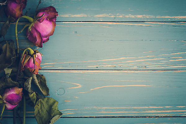 포토 JPG 해외이미지 꽃 백그라운드 컨셉 꽃무늬 추상 사람없음 장미 슬픔 수확 벚꽃 죽음 시들음 옛날 해외포토 식물 감정 무늬 농업 파일형식 이미지허브