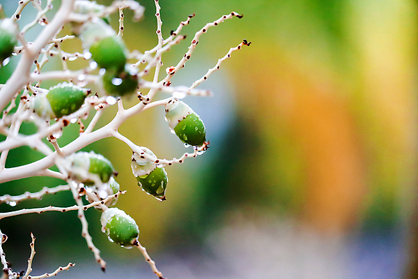 포토 JPG 해외이미지 나무 식물 계절 꽃 음식 백그라운드 잎 오렌지 아프리카 자연 새로움 건강 손바닥 씨앗 사람없음 야외 그래픽 빨간색 초록색 파란색 컬러풀 노란색 새싹 정원 기댐 봄 견과류 수확 벚꽃 흰색 나뭇가지 신선 개화 날짜 질감 내추럴 고립 블러 해외포토 손 나라 컬러 컨셉 농업 과일 모션 생태계 파일형식 이미지허브