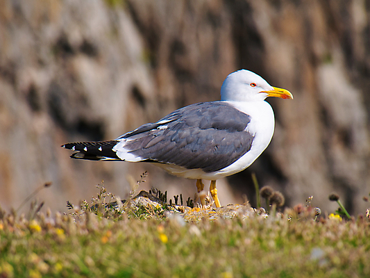 포토 JPG 해외이미지 동물 야생동물 자연 갈매기 조류 영국 웨일즈 사람없음 야외 컬러풀 회색 흰색 닫기 깃털 부리 펨브룩셔 해외포토 유럽 컬러 모션 생태계 파일형식 이미지허브