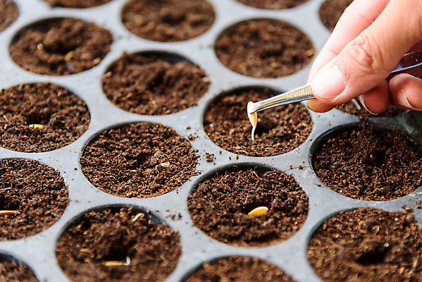 포토 JPG 해외이미지 나무 식물 음식 잎 농업 채소 자연 새로움 콩 쟁반 씨앗 사람없음 초록색 물 햇빛 농장 노란색 새싹 환경 정원 흙 봄 놀이방 성장 신선 농부 작음 뿌리기 유기농 원예 먼지 내추럴 땅바닥 모종 묘목 밭일 생태학 심기 처음 세련 해외포토 자연요소 직업 웰빙 계절 교육 산업 컬러 컨셉 모션 곡류 바닥 취미 태양 크기 생태계 파일형식 이미지허브