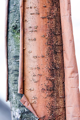 포토 JPG 해외이미지 나무 식물 백그라운드 패턴 자연 사람없음 야외 성장 흰색 숲 묘사 질감 나무껍질 층 자작나무 내추럴 수목 해외포토 컬러 무늬 껍질 생태계 파일형식 이미지허브