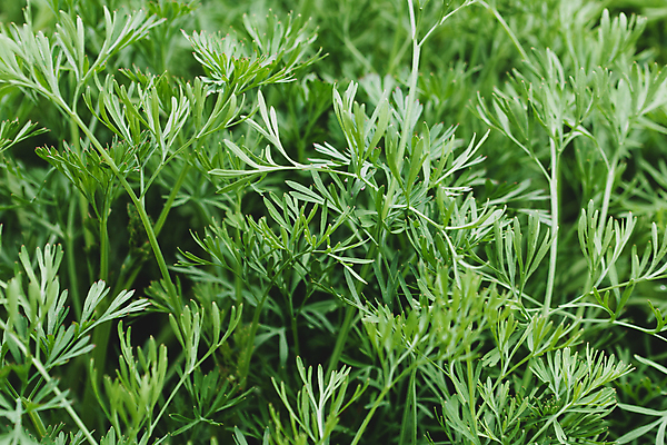 포토 JPG 해외이미지 식물 백그라운드 잎 자연 사람없음 초록색 차 질감 해외포토 음료 컬러 생태계 파일형식 이미지허브