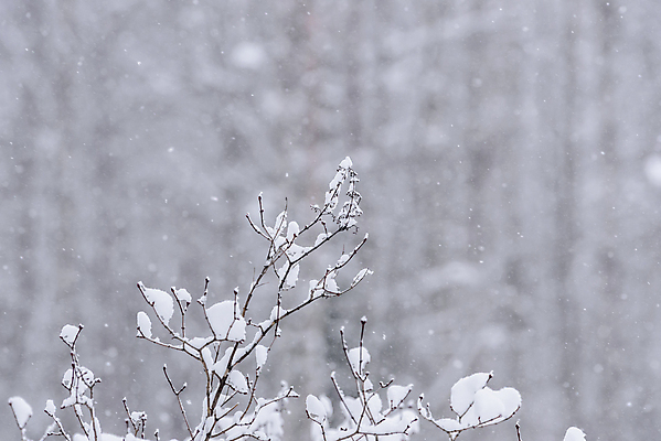 포토 JPG 해외이미지 주간 겨울 풍경 사람없음 야외 아웃포커스 나뭇가지 눈 상고대 눈내림 겨울풍경 해외포토 자연요소 나무 계절 날씨 눈_날씨 촬영기법 서리 파일형식 이미지허브