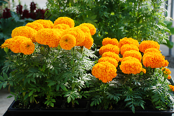 포토 JPG 해외이미지 식물 계절 꽃잎 꽃 꽃다발 백그라운드 꽃무늬 밭 오렌지 자연 사람없음 장식 초록색 컬러풀 노란색 머리 정원 봄 활발 벚꽃 흰색 신선 개화 황금 내추럴 고립 아즈텍 해외포토 컬러 컨셉 무늬 농업 과일 신체부위 생태계 파일형식 이미지허브