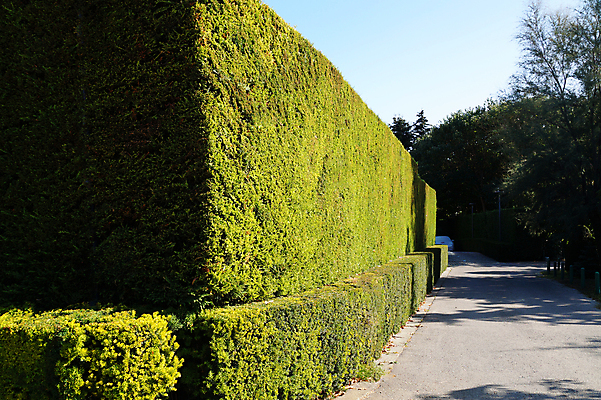 포토 JPG 해외이미지 모양 나무 식물 공원 길 벽 백그라운드 잎 패턴 자연 풍경 잔디 사람없음 야외 장식 초록색 여름 울타리 햇빛 태양 정원 봄 성장 시골 저녁 오솔길 자르기 원예 질감 조경 상록수 내추럴 정중 스타일 그리너리 해외포토 자연요소 계절 공공시설 컬러 컨셉 무늬 모션 취미 담장 야간 생태계 파일형식 트랜드컬러 이미지허브