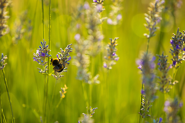 포토 JPG 해외이미지 식물 동물 꽃 곤충 밭 자연 하늘 풍경 사람없음 야외 초록색 여름 빛 햇빛 태양 보라색 황혼 개화 벌 허브 묘사 꿀 라벤더 호박벌 해외포토 자연요소 계절 컬러 농업 일몰 벌_곤충 생태계 파일형식 이미지허브