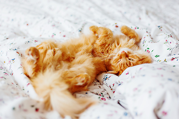 포토 JPG 해외이미지 한마리 실내 사람없음 반려동물 햇빛 고양이 이불 침대 낮잠 시트 반려묘 해외포토 동물 1 가구 포유류 침구 내부 태양 잠 파일형식 이미지허브