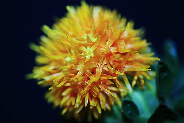 포토 JPG 해외이미지 나무 식물 배너 꽃잎 꽃 선 꽃다발 잎 꽃무늬 오렌지 해바라기 프레임 사람없음 장식 초록색 여름 장미 펜 노란색 상점 정원 화환 봄 들꽃 벚꽃 흰색 시골 붓 원형 개화 시장 데이지 정사각형 고립 해외포토 도형 계절 컬러 무늬 과일 필기구 파일형식 이미지허브