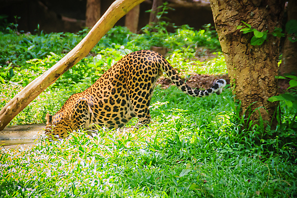 포토 JPG 해외이미지 주간 나무 한마리 호수 야생동물 아프리카 자연 사람없음 야외 아웃포커스 숲 맹수 표범 물마시기 해외포토 자연요소 식물 동물 1 나라 포유류 촬영기법 마시기 생태계 파일형식 이미지허브
