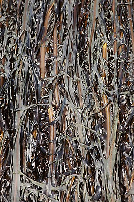 포토 JPG 주간 건조 풍경 근접촬영 사람없음 야외 미역 울산 건미역 국내포토 자연요소 뷰포인트 한국 해조류 파일형식