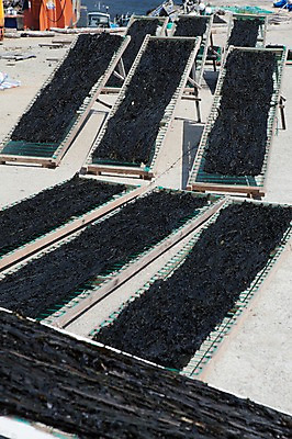 포토 JPG 주간 건조 풍경 사람없음 야외 미역 울산 건미역 국내포토 자연요소 한국 해조류 파일형식