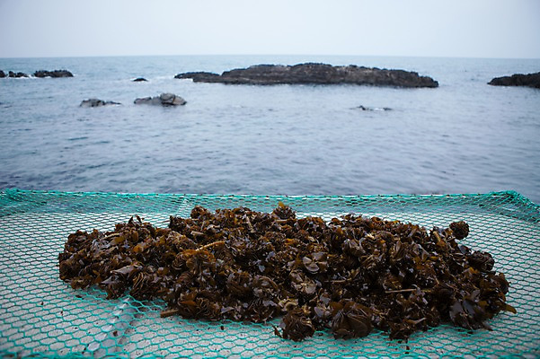포토 JPG 주간 바다 어업 풍경 사람없음 야외 여러개 바위 울산 돌미역 국내포토 자연요소 산업 다수 한국 돌_바위 미역 파일형식