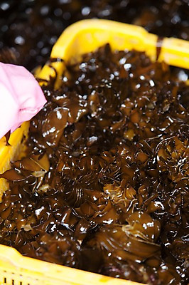 포토 JPG 주간 어업 풍경 사람없음 야외 바구니 여러개 울산 돌미역 국내포토 자연요소 산업 다수 한국 미역 파일형식