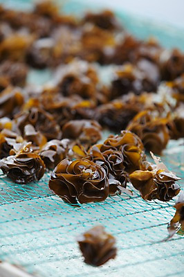 포토 JPG 주간 어업 풍경 근접촬영 사람없음 야외 아웃포커스 여러개 울산 돌미역 국내포토 자연요소 산업 뷰포인트 다수 한국 촬영기법 미역 파일형식