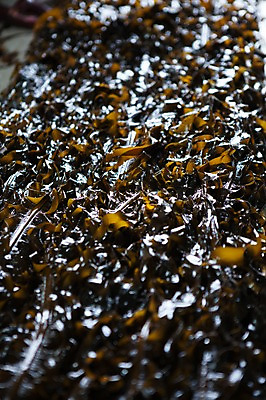 포토 JPG 주간 어업 풍경 근접촬영 사람없음 야외 미역 울산 국내포토 자연요소 산업 뷰포인트 한국 해조류 파일형식